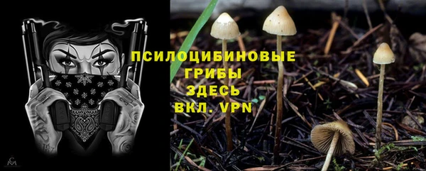 стаф Арсеньев